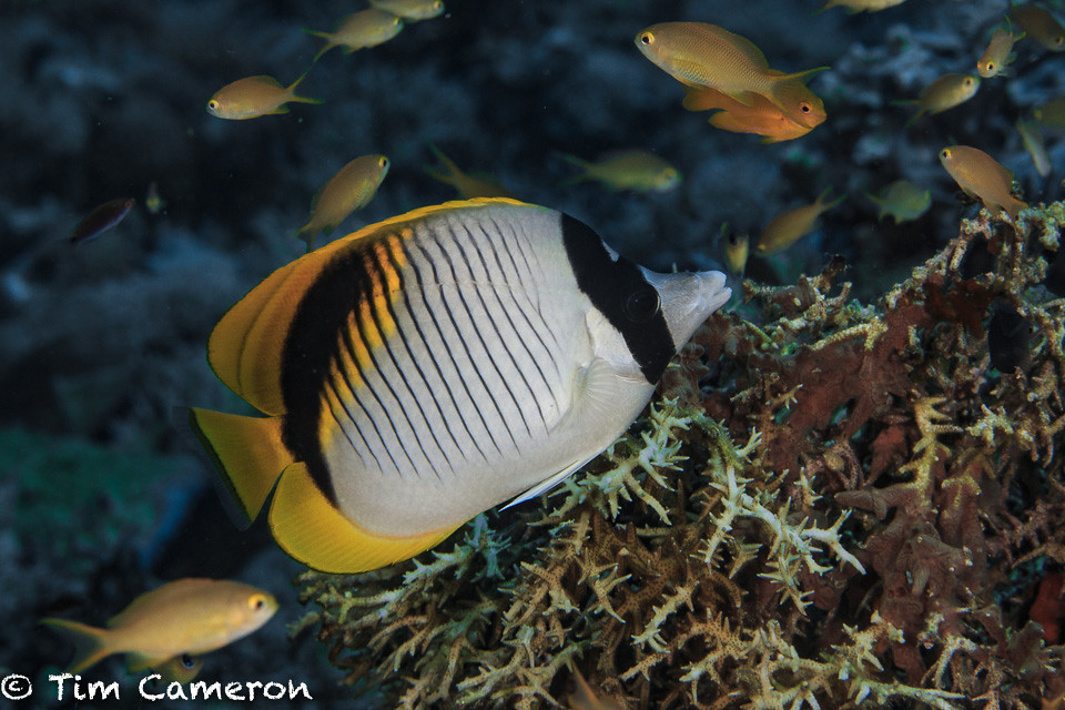 IMG_0710-Marine Life-050517-lined butterflyfish- Chaetodon lineolatus.jpg