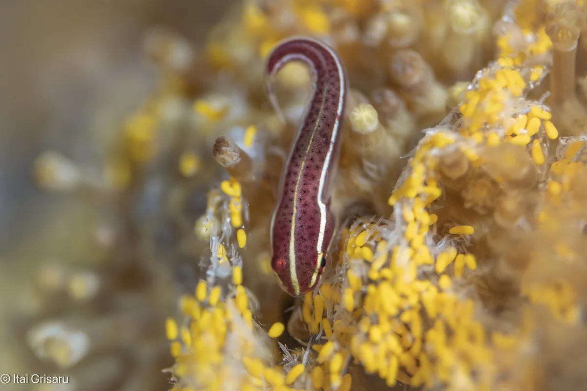 Rhinolepadichthys lineatus - Red Sea, Southern District, IL