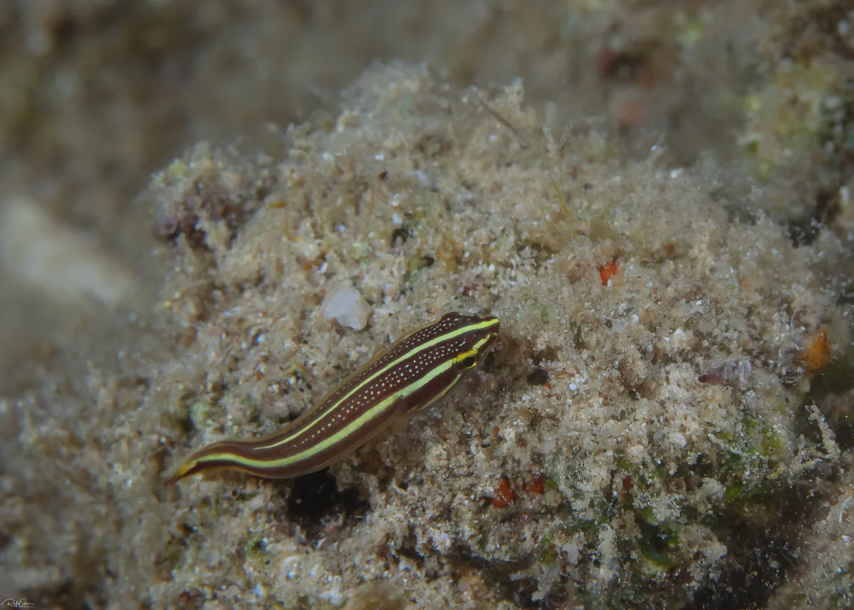 Rhinolepadichthys lineatus - אילת, ישראל