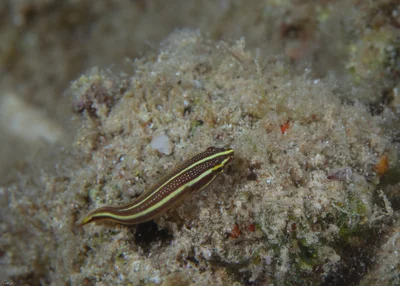 Rhinolepadichthys lineatus - אילת, ישראל