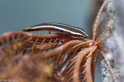 Rhinolepadichthys lineatus - Red Sea, Southern District, IL