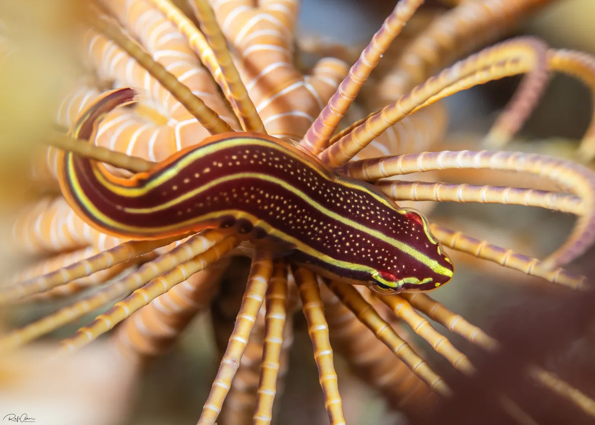 Rhinolepadichthys lineatus - אילת, ישראל