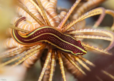 Rhinolepadichthys lineatus - אילת, ישראל