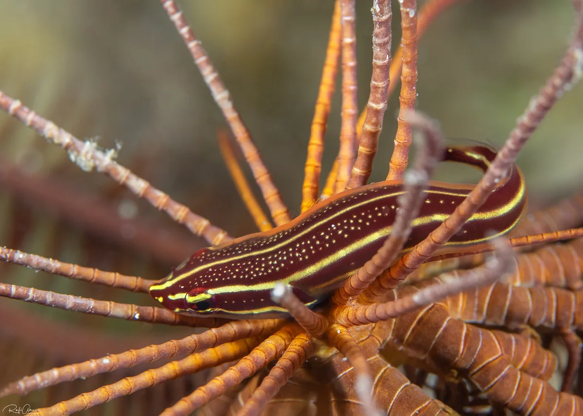 Rhinolepadichthys lineatus - אילת, ישראל