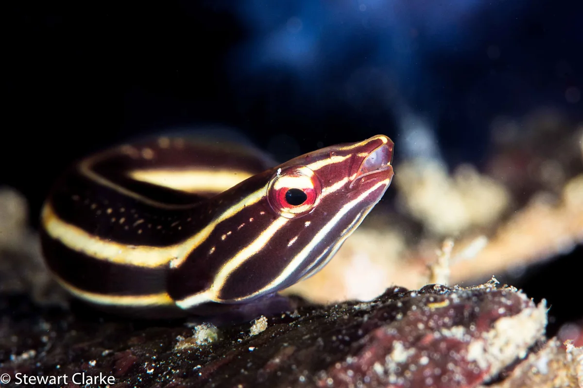 Rhinolepadichthys lineatus - Al Aqah - Fujairah - United Arab Emirates