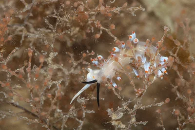 Facelina lineata - Gujarat, IN