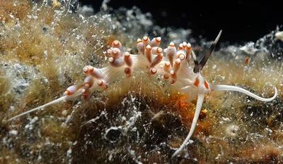 Lined Facelina