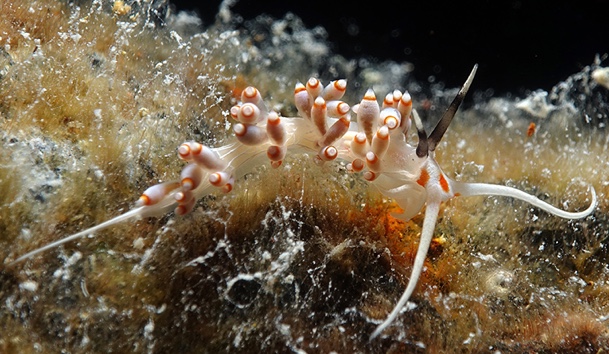 Lined Facelina