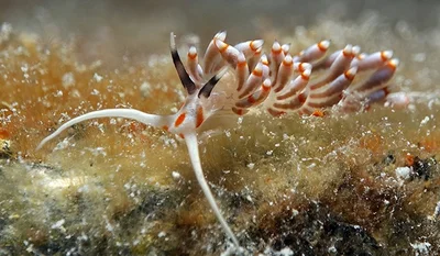 Lined Facelina