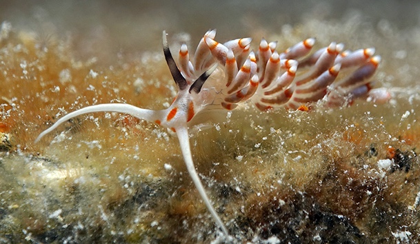Lined Facelina