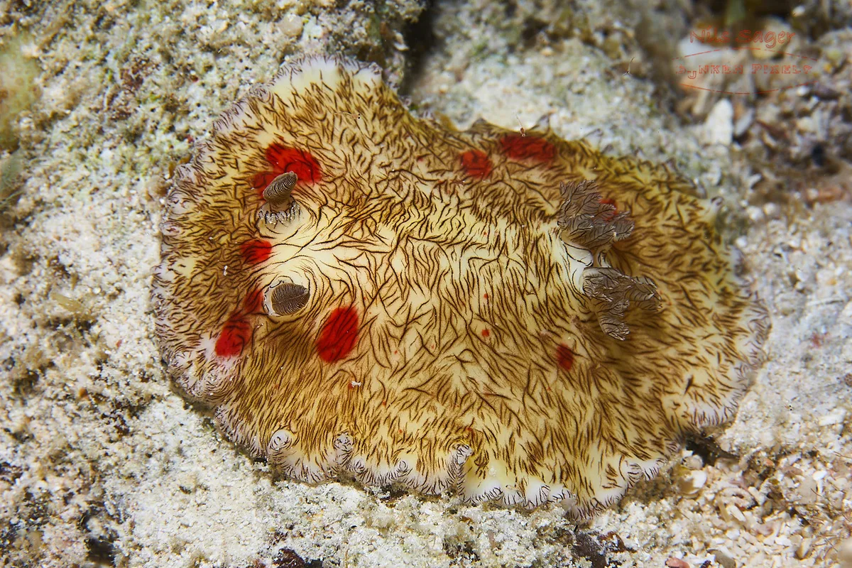 Platydoris cruenta