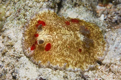 Platydoris cruenta