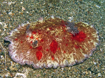 Platydoris cruenta