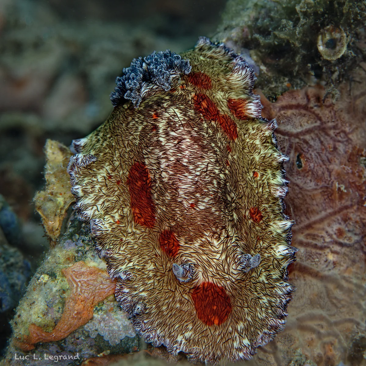 Platydoris cruenta, a nudibranche so colorful like painted