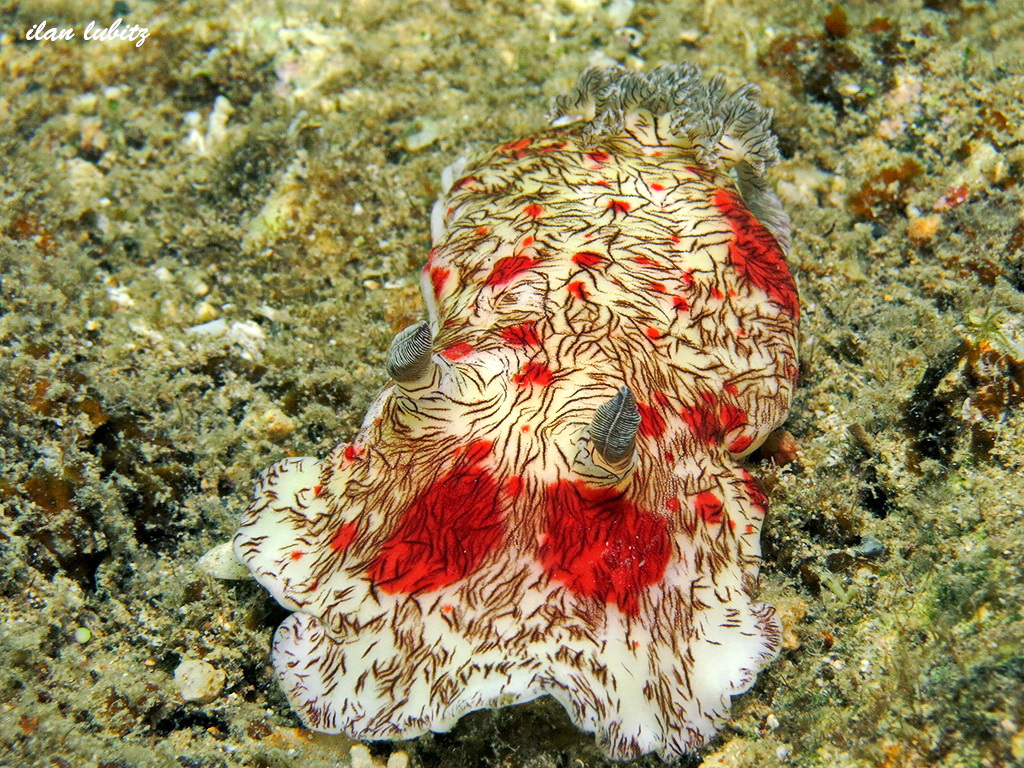 Platydoris cruenta