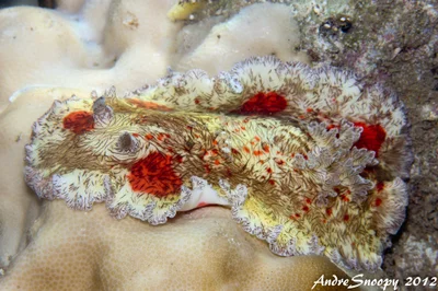 Platydoris cruenta