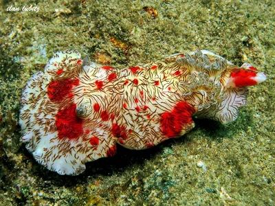 Platydoris cruenta