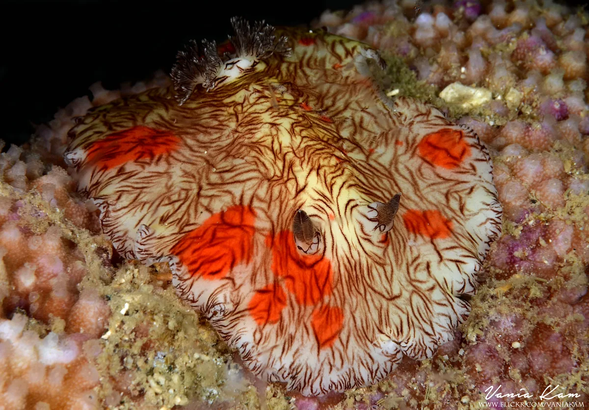 Super pretty nudi (Platydoris cruenta)! Around 6-7cm at very shallow water like maybe 4-5M.