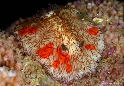 Super pretty nudi (Platydoris cruenta)! Around 6-7cm at very shallow water like maybe 4-5M.