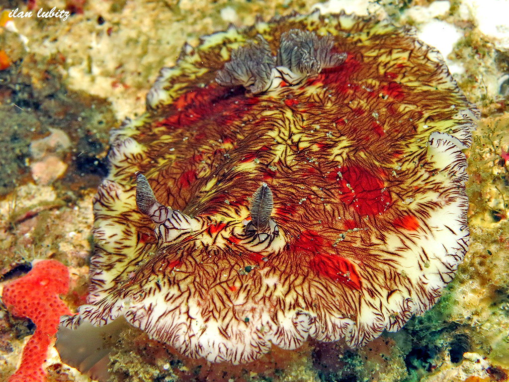 Platydoris cruenta   (3)
