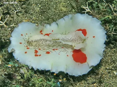Platydoris cruenta   (4)
