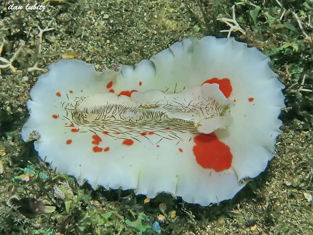Platydoris cruenta   (4)