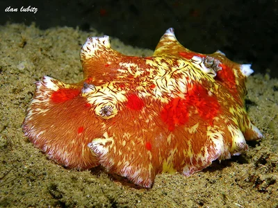 Platydoris cruenta   (2)