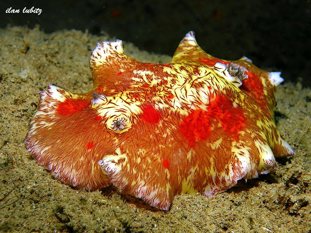 Platydoris cruenta   (2)