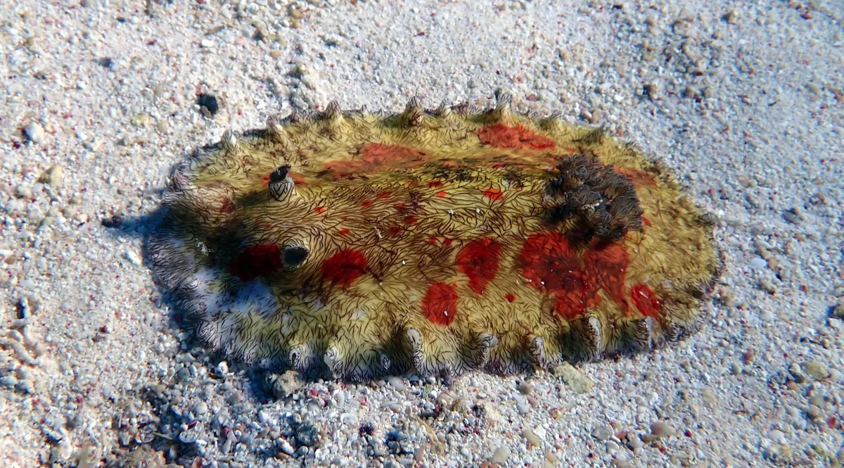 Platydoris cruenta - Indian Ocean, Lyndon, AU