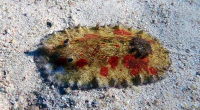 Platydoris cruenta - Indian Ocean, Lyndon, AU