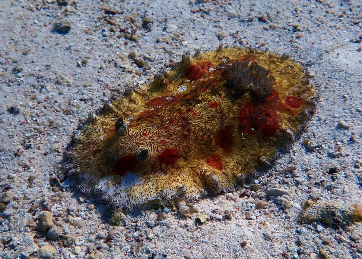 Platydoris cruenta - Indian Ocean, Lyndon, AU