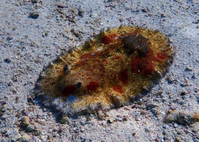 Platydoris cruenta - Indian Ocean, Lyndon, AU