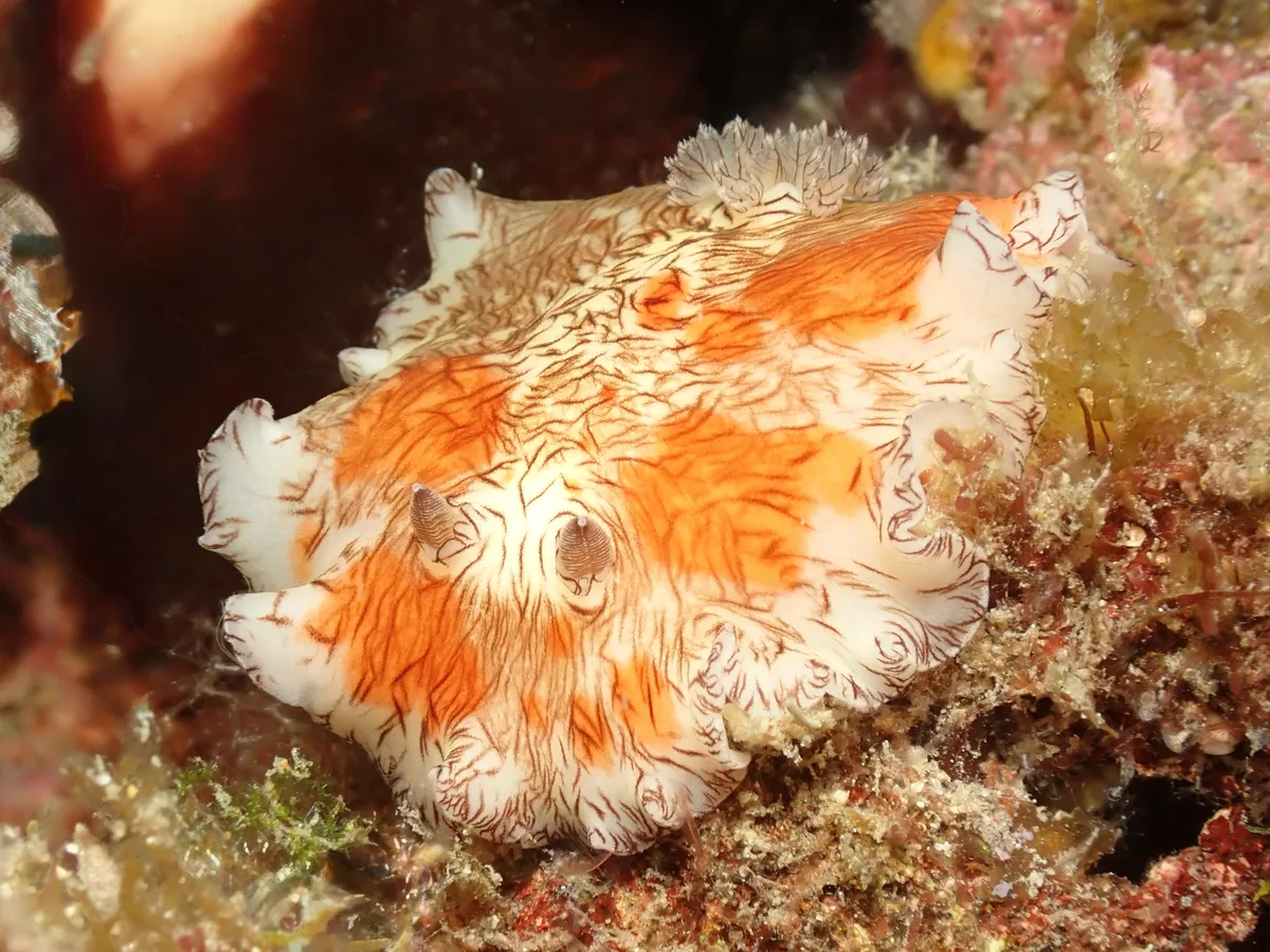 Platydoris cruenta - TW