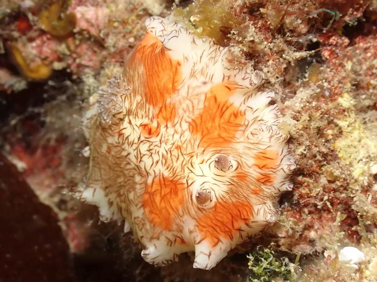 Platydoris cruenta - TW