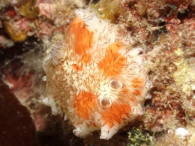 Platydoris cruenta - TW