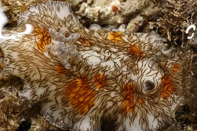 Platydoris cruenta - 3301-1 Sesoko, Motobu, Kunigami District, Okinawa 905-0227, Japan