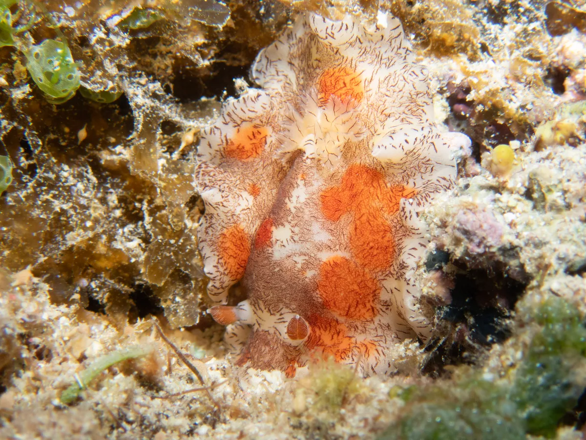Platydoris cruenta - Saipan, CNMI