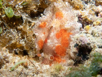 Platydoris cruenta - Saipan, CNMI