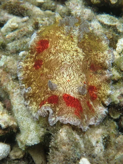 Platydoris cruenta - Kusu Lagoon, Halmahera Indonesia