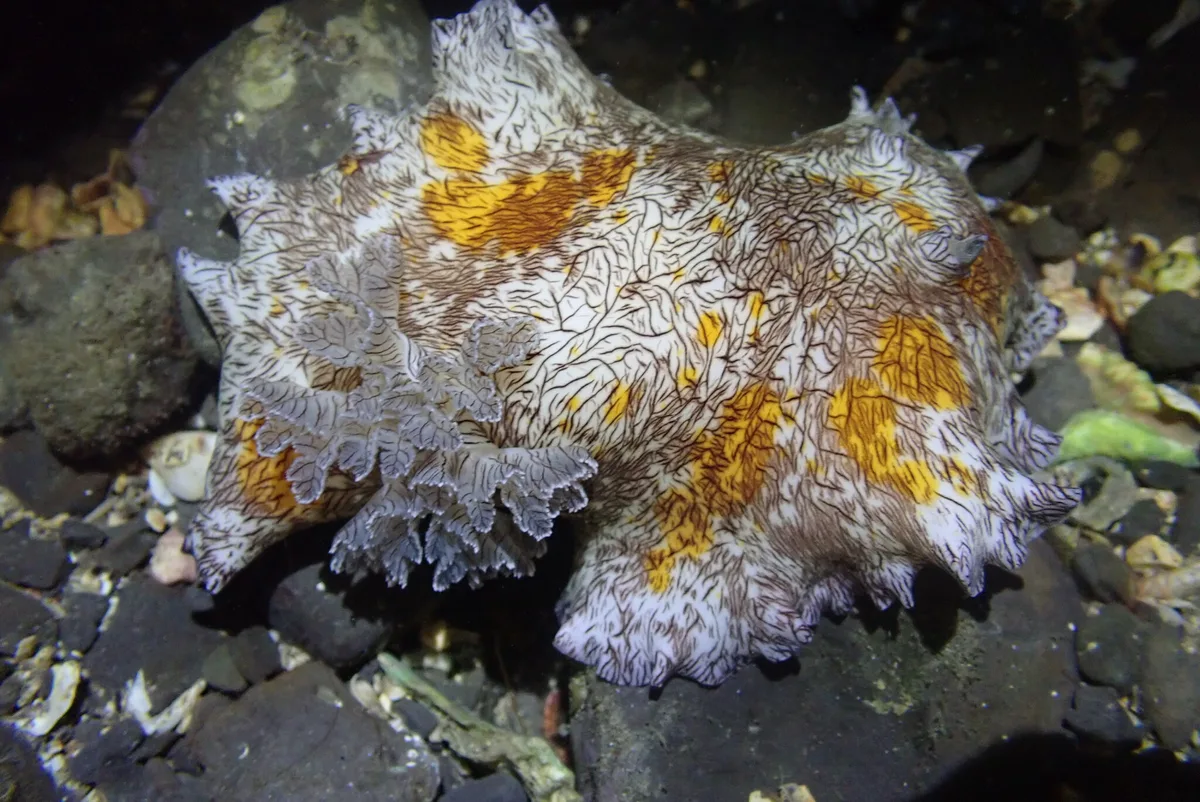 Platydoris cruenta - 228台灣新北市貢寮區