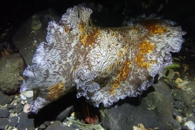 Platydoris cruenta - 228台灣新北市貢寮區