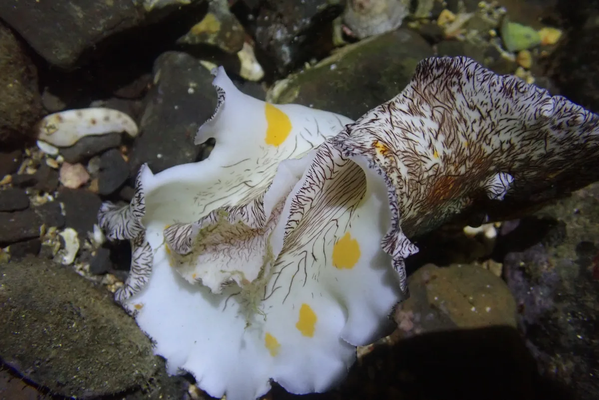 Platydoris cruenta - 228台灣新北市貢寮區