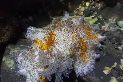 Platydoris cruenta - 228台灣新北市貢寮區