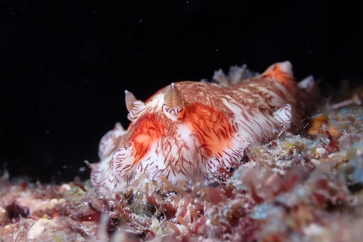 Platydoris cruenta - Pingtung, TW-TA, TW