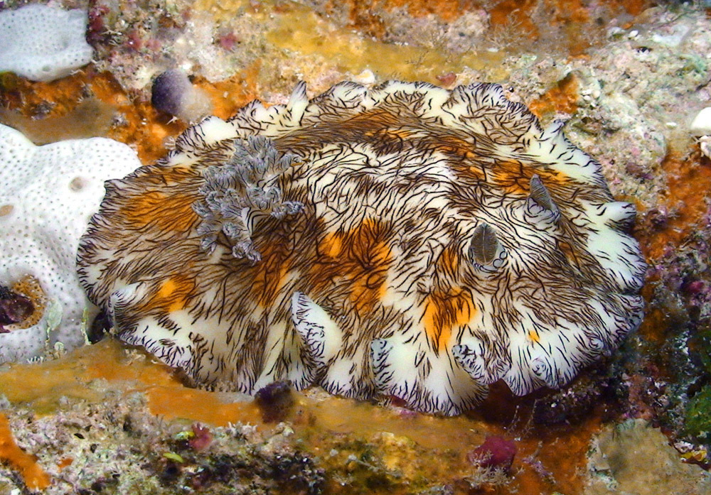 Platydoris cruenta - Kwajalein Atoll, RMI