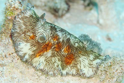 Platydoris cruenta - Kwajalein Atoll, RMI