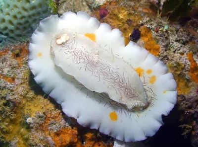 Platydoris cruenta - Kwajalein Atoll, RMI