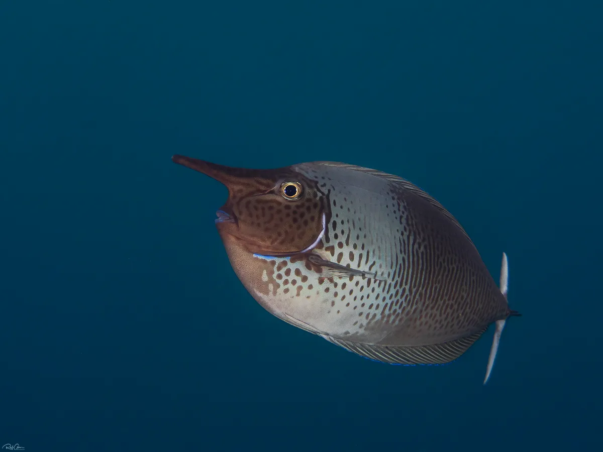 Lined Unicornfish
