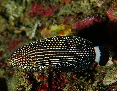 Lined Wrasse