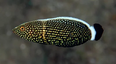 Lined Wrasse - Juvenile
